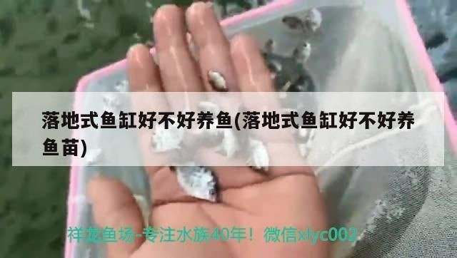 落地式魚缸好不好養魚，落地式魚缸清潔技巧如何選購魚缸過濾器魚缸消毒方法有哪些