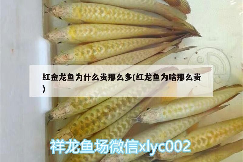紅金龍魚為什么貴那么多(紅龍魚為啥那么貴)