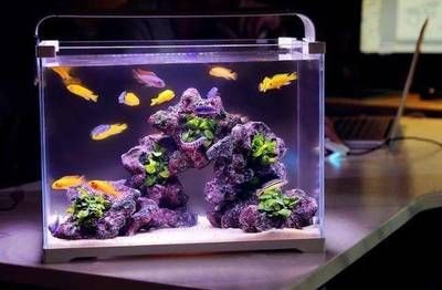 個性化魚缸定制魚缸定制的魅力個性化魚缸定制的魅力：個性化魚缸定制