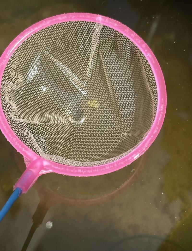 返祖魚圖片 返祖魚圖片 龍魚論壇 第1張