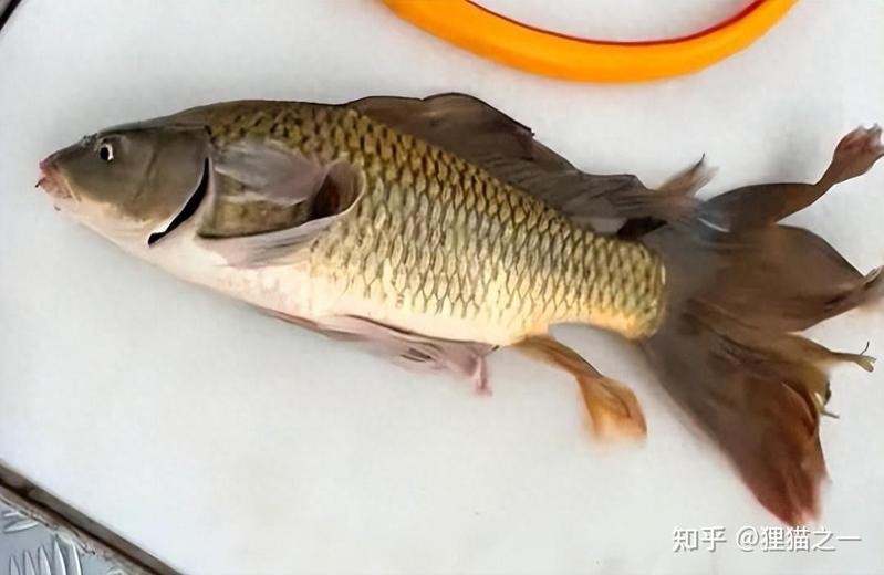 返祖魚圖片 返祖魚圖片 龍魚論壇 第3張