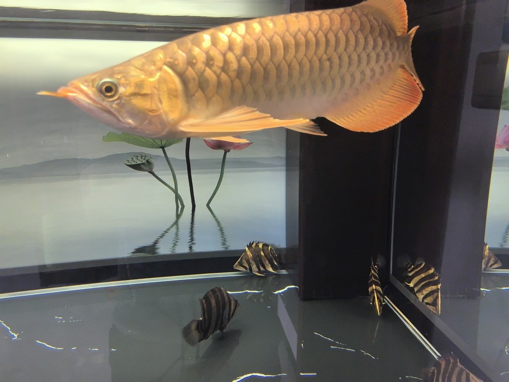 魚缸可以經(jīng)常清洗嗎，為什么不用水：生態(tài)魚缸可以經(jīng)常清洗嗎