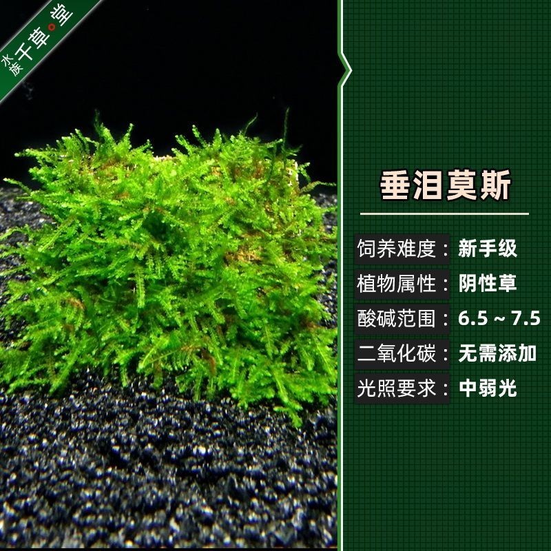 龍魚幾歲繁殖最好養(yǎng):龍魚幾歲繁殖最好