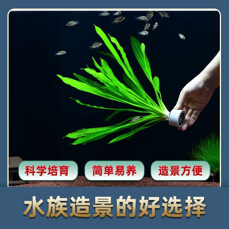淡水魚缸養草需要考慮淡水魚缸的水草種類和水草的因素：如何選擇適合淡水魚缸中的水草