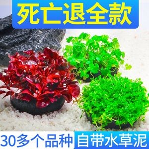 淡水魚缸養草需要考慮淡水魚缸的水草種類和水草的因素：如何選擇適合淡水魚缸中的水草