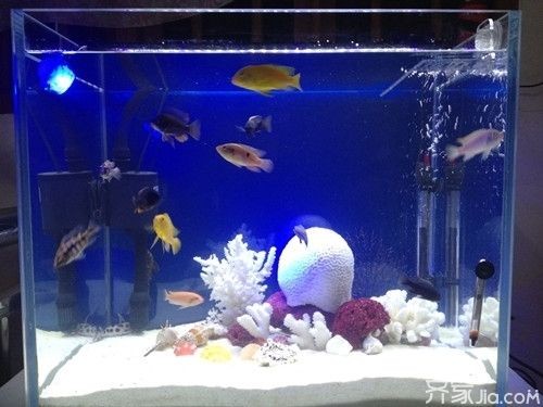 觀景魚缸的布置技巧:觀景魚缸布置技巧 魚缸百科 第4張 觀景魚缸的布置技巧:觀景魚缸布置技巧 觀景魚缸的布置技巧:觀景魚缸布置技巧 魚缸百科 第4張