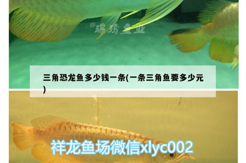 高新區九湖小何觀賞魚店
