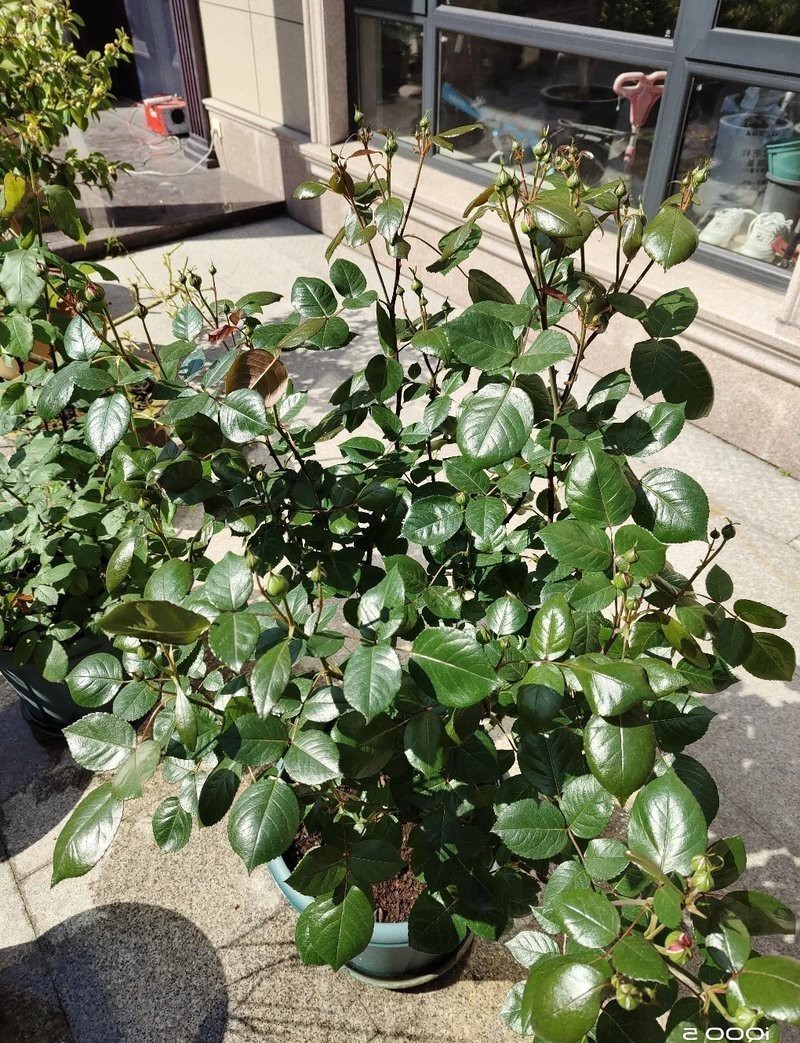 紅龍苗2-3厘米長不長了