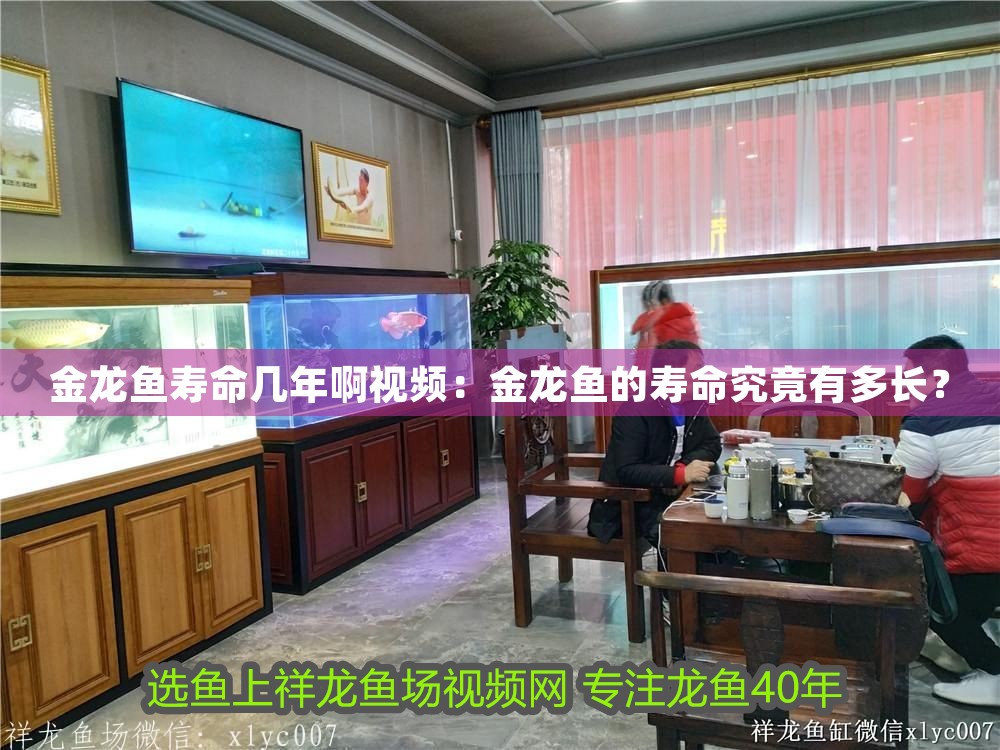 金龍魚壽命幾年啊視頻：金龍魚的壽命究竟有多長？