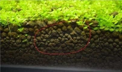 魚缸中的蛋白蟲預防和治療魚缸中的蛋白蟲的起因和解決方法：如何清除魚缸中的蛋白蟲