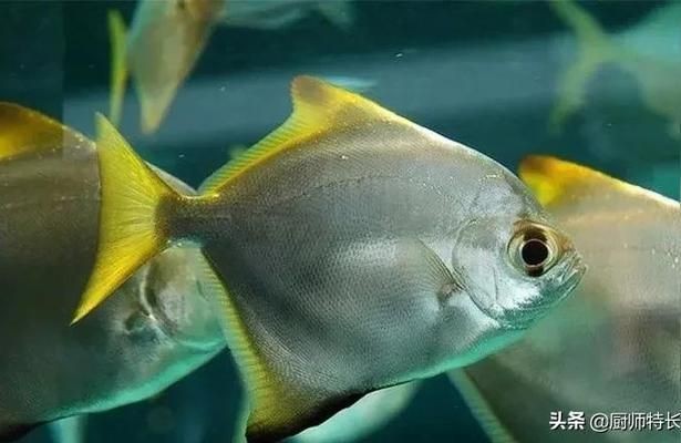 黃鰭鯧魚，黃鰭鯧魚混養(yǎng)搭配指南，
