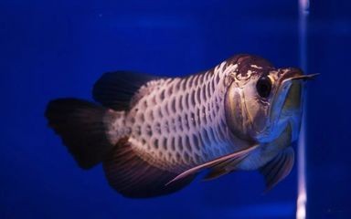 金龍魚(yú)用藍(lán)背景可以嗎，金龍魚(yú)在藍(lán)背景下的影響 金龍魚(yú)用藍(lán)背景可以嗎，金龍魚(yú)在藍(lán)背景下的影響 龍魚(yú)百科 第5張