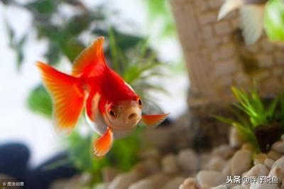 剛換水的魚缸里出現白色絮狀物是怎么回事？：剛換水的魚缸里出現白色絮狀物可能是由于多種原因引起的