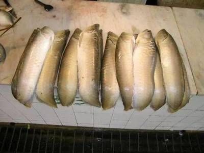 龍魚呆在角落不動的原因及解決方法（龍魚呆在角落不動可能由多種因素引起，可能由多種因素引起）