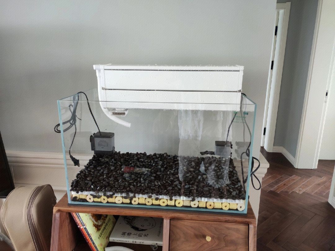 龍魚缸配什么烏龜：龍魚缸與豬鼻龜混養的幾種方式