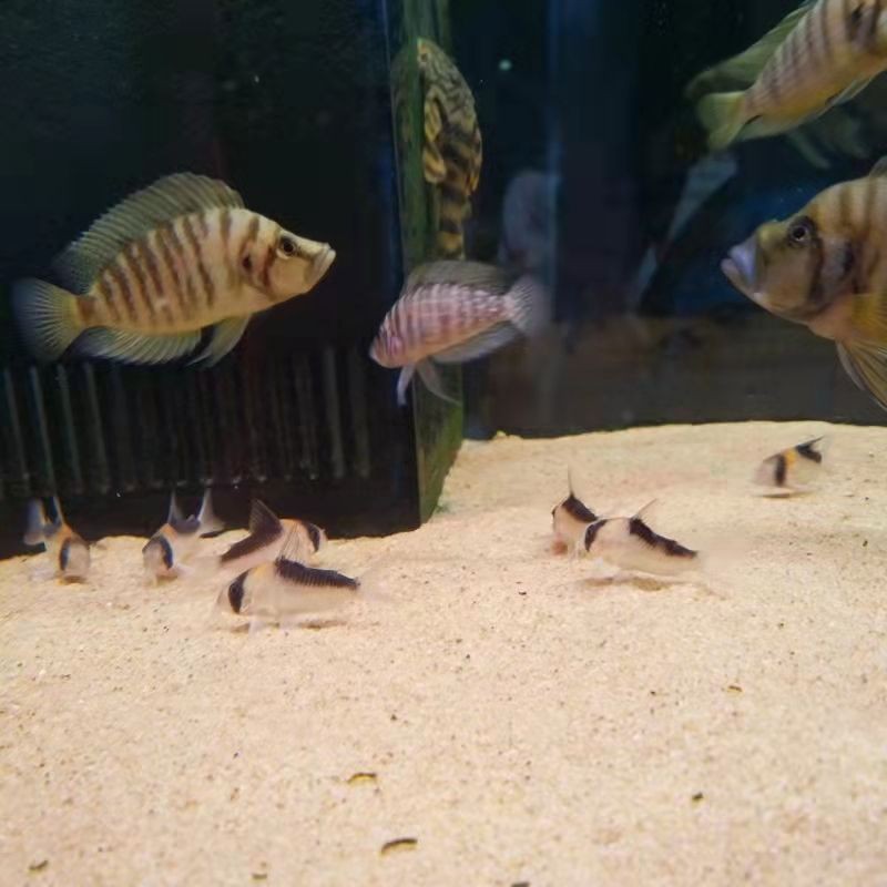 龍魚缸配什么烏龜：龍魚缸與豬鼻龜混養的幾種方式