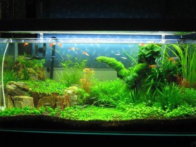 魚缸換氧機在圓魚缸中的放置方法需要考慮到設備的安全性和實用性：換氧機在圓魚缸中的放置方法需要考慮到安全性和實用性 魚缸換氧機在圓魚缸中的放置方法需要考慮到設備的安全性和實用性：換氧機在圓魚缸中的放置方法需要考慮到安全性和實用性 魚缸百科 第3張