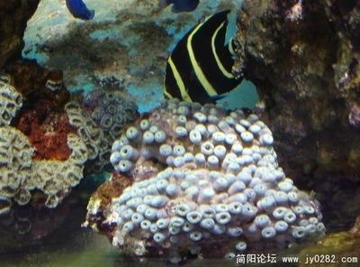海水魚缸論壇是一個專注于海水觀賞魚和珊瑚的社區(qū)的論壇推薦：cmf海水觀賞魚論壇