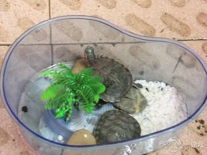 海水魚缸論壇是一個專注于海水觀賞魚和珊瑚的社區(qū)的論壇推薦：cmf海水觀賞魚論壇