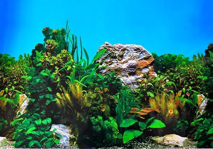 龍魚缸什么背景圖片好看