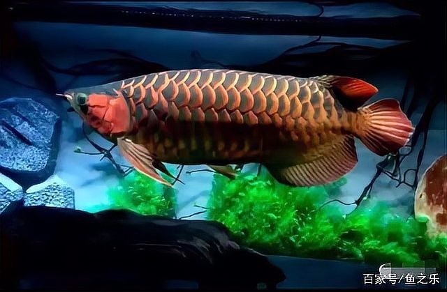 龍魚缸什么背景圖片好看