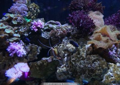 珊瑚礁生態揭秘珊瑚礁生態揭秘海洋魚缸造景技巧：海洋魚缸造景的技巧