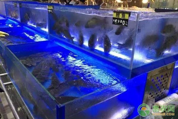 不同季節(jié)魚(yú)缸管理技巧：不同季節(jié)的魚(yú)缸管理技巧