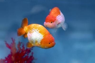 魚缸的擺放對著入戶門好嗎圖片(魚缸擺放對著入戶門好嗎) 魚缸百科 第3張 魚缸的擺放對著入戶門好嗎圖片(魚缸擺放對著入戶門好嗎) 魚缸的擺放對著入戶門好嗎圖片(魚缸擺放對著入戶門好嗎) 魚缸百科 第3張