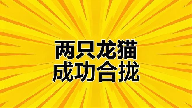 雙養龍貓需要準備哪些設施？