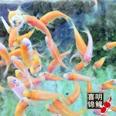 我的龍魚(yú)突然不怎么吃食了怎么回事：喂龍魚(yú)吃的小紅魚(yú)是一種可行的喂食方式