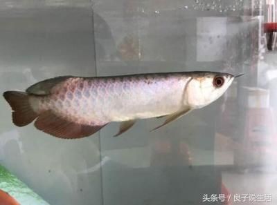 為什么人一靠近魚缸,龍魚就亂竄（龍魚在有人靠近魚缸時為什么會亂竄？）