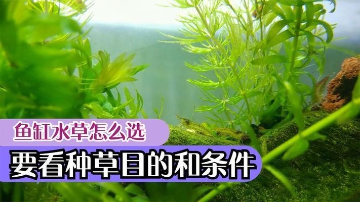 魚缸水草哪種好養（莫斯水草的日常養護技巧）