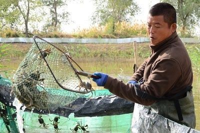龍魚小魚苗吃什么飼料好：龍魚小魚苗的飼料選擇對于它們的健康成長至關重要