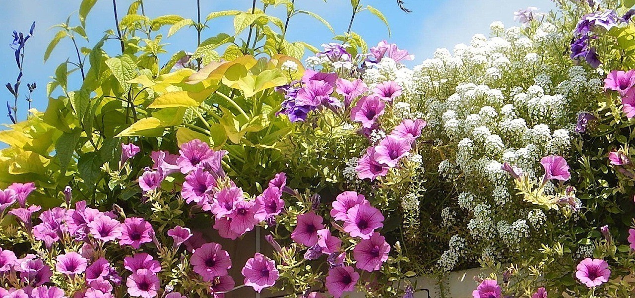 高臺縣花香魚悅花卉經(jīng)營部（高臺縣花香魚悅花卉經(jīng)營部地址）
