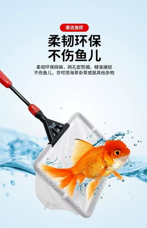 龍魚缸需要放清道夫嗎