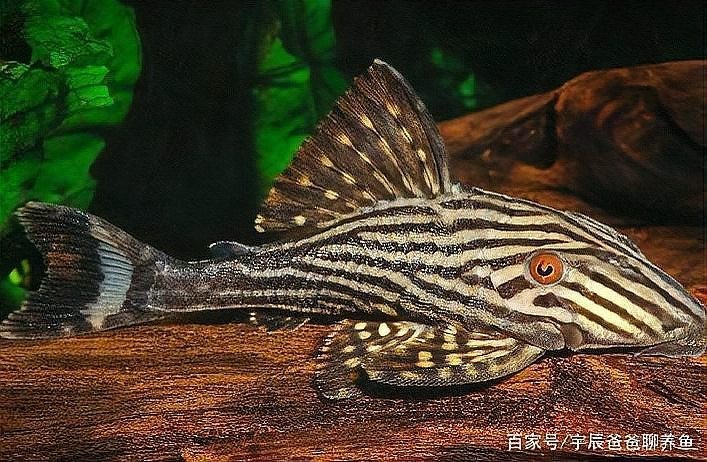 龍魚缸需要放清道夫嗎