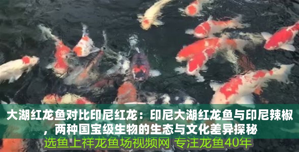 大湖紅龍魚對比印尼紅龍：印尼大湖紅龍魚與印尼辣椒，兩種國寶級生物的生態與文化差異探秘