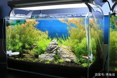 剛做好的魚缸要怎么處理才能養魚（養魚水質管理全攻略養魚水質管理全攻略養魚水質管理）
