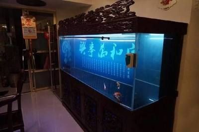 金魚(yú)和龍魚(yú)混養(yǎng)掉色：金魚(yú)和龍魚(yú)混養(yǎng)會(huì)導(dǎo)致金魚(yú)掉色嗎