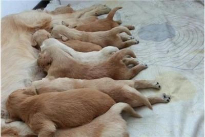 海拉爾特色寵物店巡禮海拉爾特色寵物店自制魚缸diy教程：如何選擇合適的魚缸