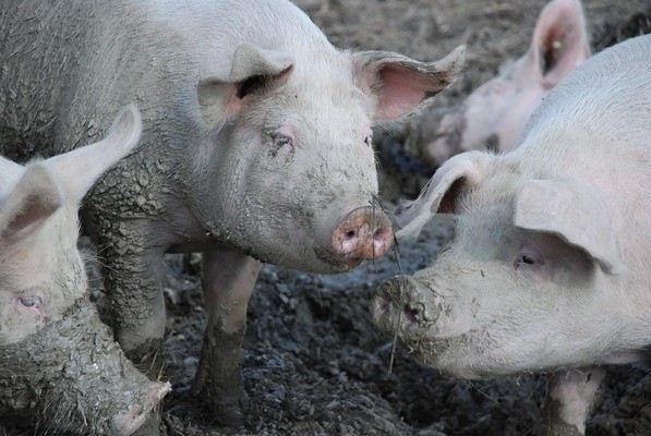 南京市六合區天天錦鯉水族館（南京錦鯉俱樂部） 南京市六合區天天錦鯉水族館（南京錦鯉俱樂部） 全國水族館企業名錄