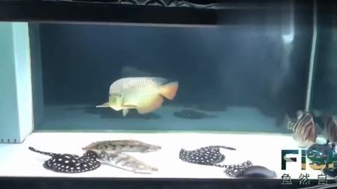 養(yǎng)龍魚(yú)的魚(yú)缸用白底還是黑底好看：養(yǎng)龍魚(yú)的魚(yú)缸底色選擇一直是魚(yú)友們熱議的話題并沒(méi)有一個(gè)固定的答案