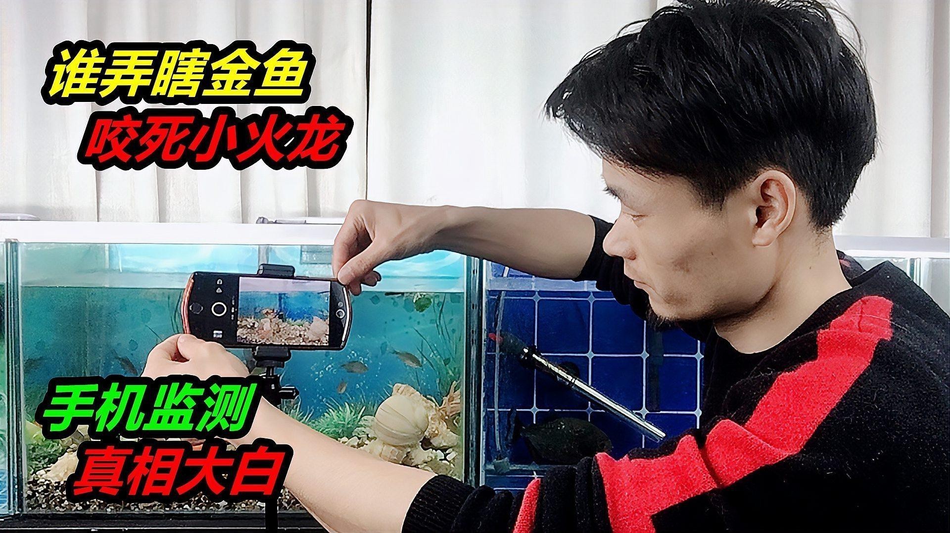 火龍魚可以混養(yǎng)嗎？