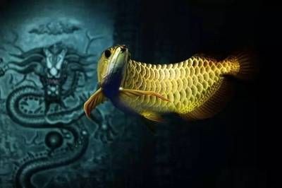 龍魚是什么東西？：龍魚在風水中的作用是什么， 龍魚是什么東西？：龍魚在風水中的作用是什么， 龍魚百科 第5張