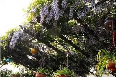 能在魚缸里生長的樹種：適合在魚缸中種植在魚缸中生長的樹木，適合種植在魚缸中生長