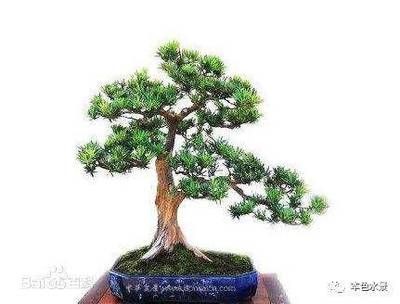 能在魚缸里生長的樹種：適合在魚缸中種植在魚缸中生長的樹木，適合種植在魚缸中生長