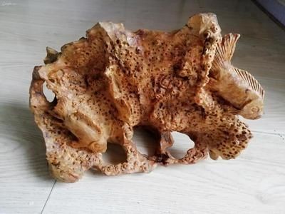能在魚缸里生長的樹種：適合在魚缸中種植在魚缸中生長的樹木，適合種植在魚缸中生長