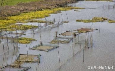 龍魚寄生蟲怎么治好得快一點呢：如何治療龍魚寄生蟲