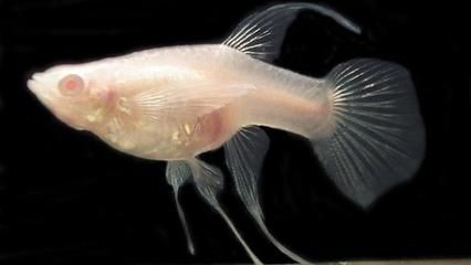 魚缸降溫對水質的影響：魚缸降溫對水質有影響嗎？