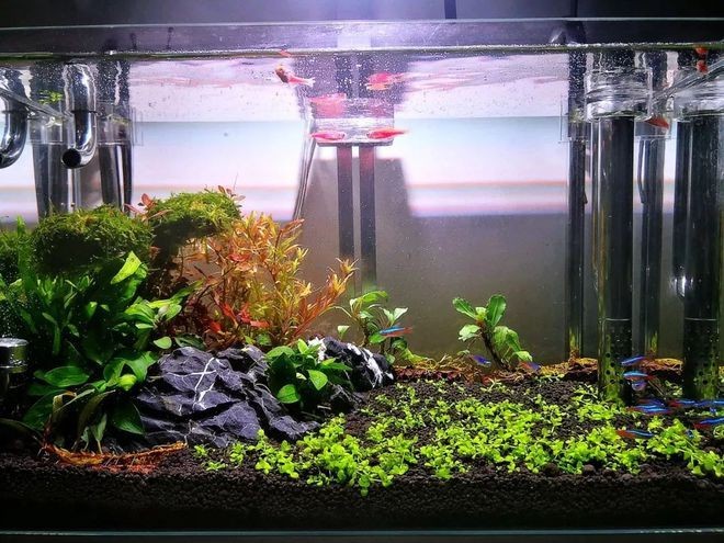 魚缸降溫對水質的影響：魚缸降溫對水質有影響嗎？